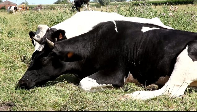vache aux repos