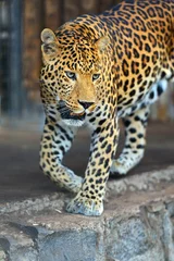 Foto auf Acrylglas Leopard © kyslynskyy