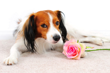 Kooikerhondje Dog with Pink Rose Laying on a Carpet Floor