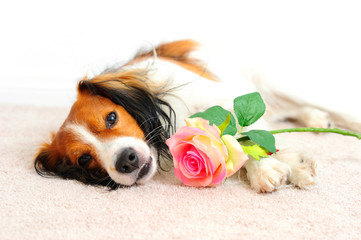 Kooikerhondje dog Laying Down Beside a Pink Rose