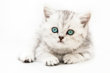 Little british domestic silver tabby cat