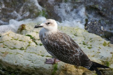 Seagull