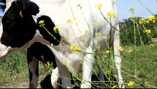vache