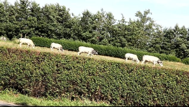 vache