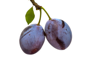 plums isolated on white