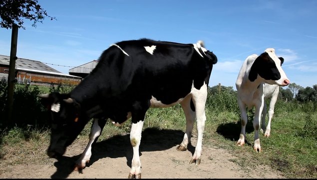 vache