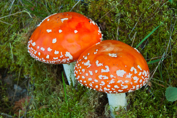 Two fly agarics