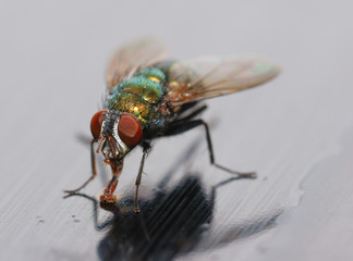 Closeup of a Housefly