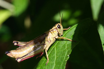 Grasshopper