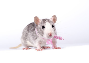 little rat with a pink bow on white background