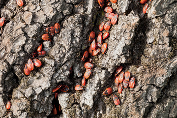 Robaki pasożytujące na korze drzewa. © Ruszkiewicz
