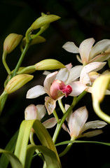 Obraz premium Orchid