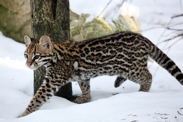 Ocelot dans la neige 