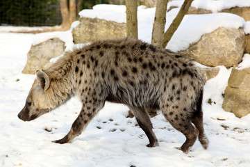 Hyène dans la neige 