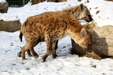 Hyène dans la neige 