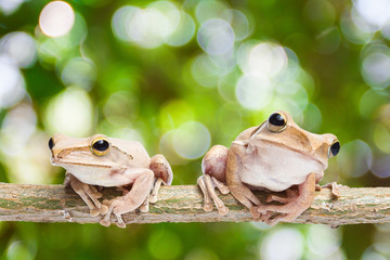 Two, frog on green bokeh background