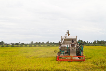 Combine harvesting rice