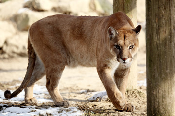 Puma ( felis concolor) 