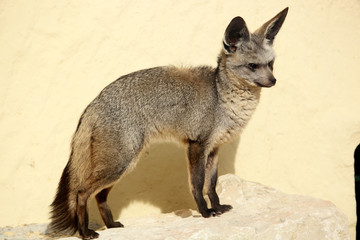 Otocyon ( Otocyon megalotis) 