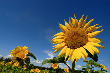 Sunflower towards a blue sky