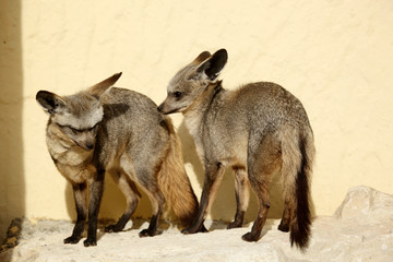 Otocyon ( Otocyon megalotis) 