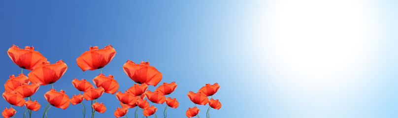Naklejka premium Coquelicots