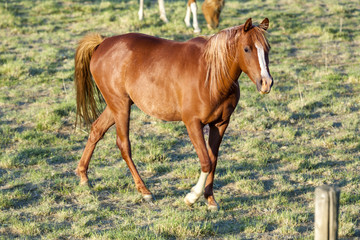 Fototapeta premium hourses at the meadow