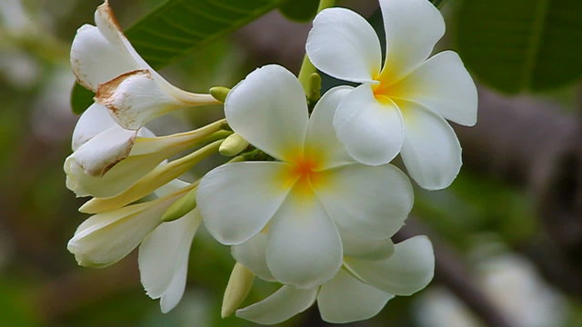 Branch of tropical flowers frangipani  plumeria  