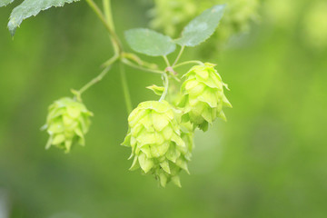 Green hops in  summer