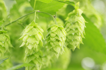 Green hops in  summer