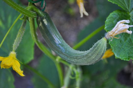 Plants de concombres