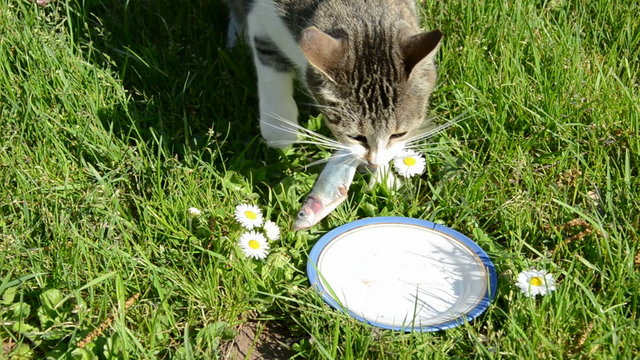 cat and fish on garden grass in plate