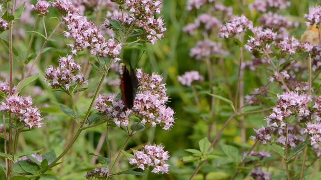 peacock butterfly  on wild majoram blossoms