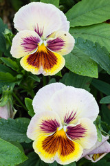 Photo of garden flowers pansy