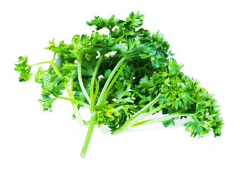 Parsley bush Isolated on white background