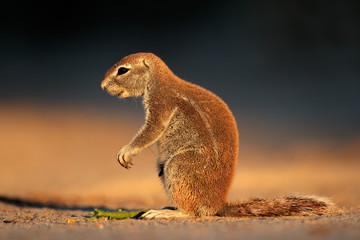 Ground squirrel (Xerus inaurus)