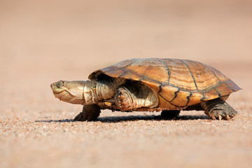 Fototapeta premium Helmeted terrapin (Pelomedusa subrufa)
