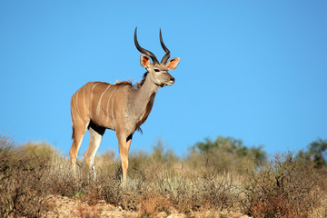 Kudu antelope (Tragelaphus strepsiceros)