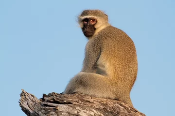 Photo sur Plexiglas Singe Vervet monkey (Cercopithecus aethiops)