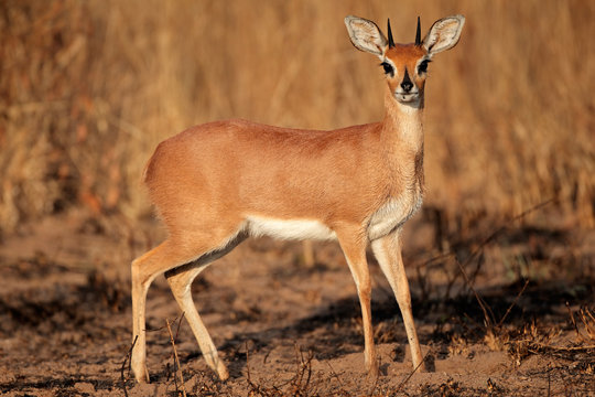 Male steenbok antelope (Raphicerus campestris)