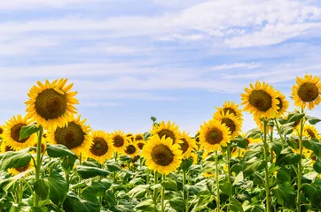 Foto op Plexiglas Zonnebloem Het veld met bloeiende zonnebloemen