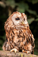 Tawny Owl (Strix aluco)