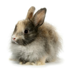 Obraz premium Weird rabbit bunny head isolated on white
