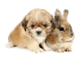 Obraz premium Pekingese puppy dog and bunny baby rabbit friends