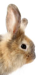 Rabbit profile