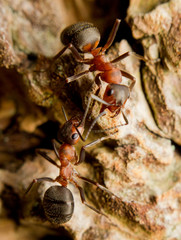 Close-up of communicating European red wood ant s