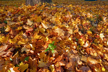 Colourful fallen leaves in autumn.