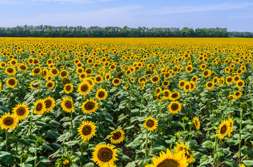 The field of blooming sunflowers