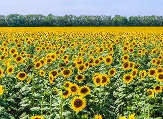 The field of blooming sunflowers