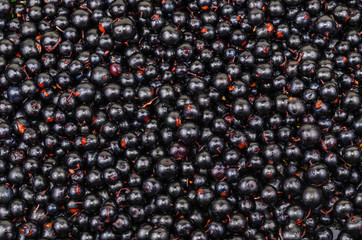 The background of the black currant